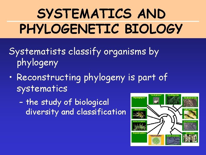 SYSTEMATICS AND PHYLOGENETIC BIOLOGY Systematists classify organisms by phylogeny • Reconstructing phylogeny is part