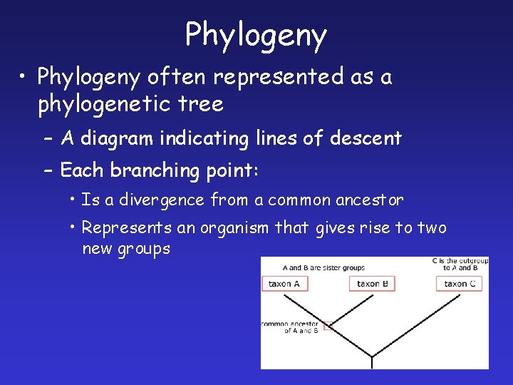 Phylogeny • Phylogeny often represented as a phylogenetic tree – A diagram indicating lines