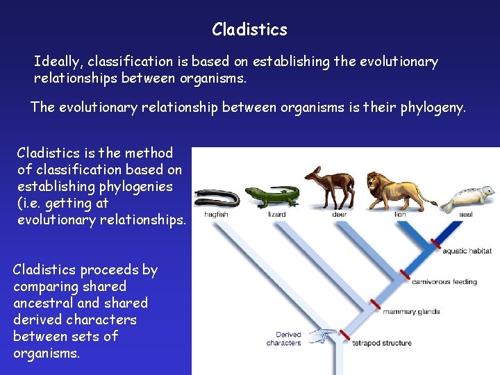 Cladistics Ideally, classification is based on establishing the evolutionary relationships between organisms. The evolutionary