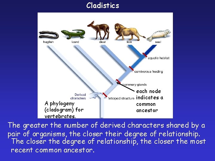 Cladistics A phylogeny (cladogram) for vertebrates. each node indicates a common ancestor The greater