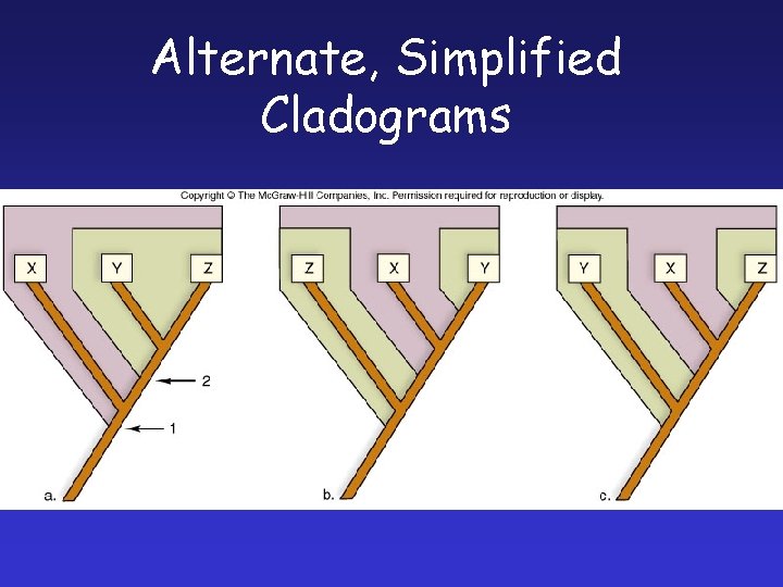 Alternate, Simplified Cladograms 