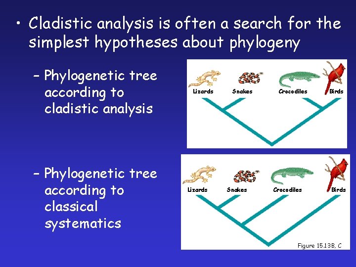  • Cladistic analysis is often a search for the simplest hypotheses about phylogeny