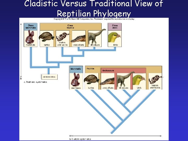 Cladistic Versus Traditional View of Reptilian Phylogeny 