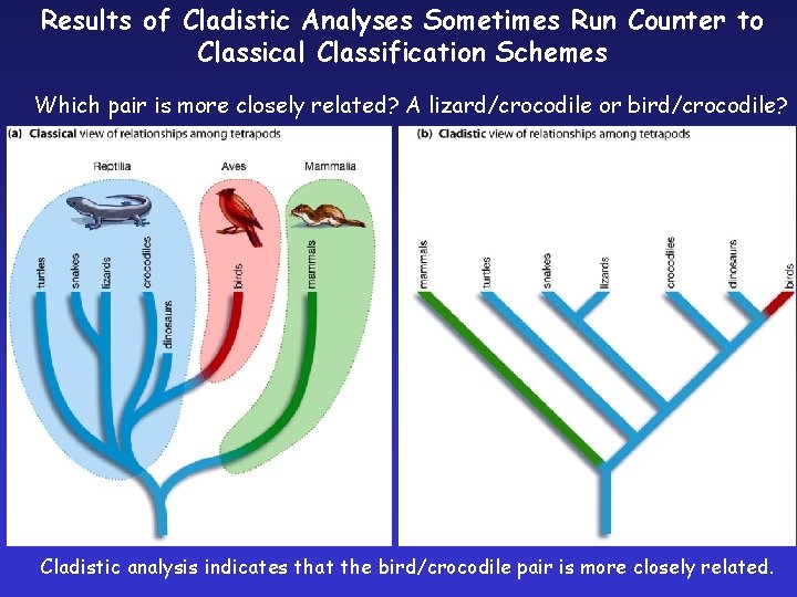 Results of Cladistic Analyses Sometimes Run Counter to Classical Classification Schemes Which pair is