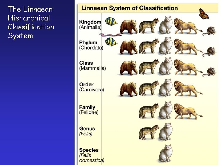The Linnaean Hierarchical Classification System 