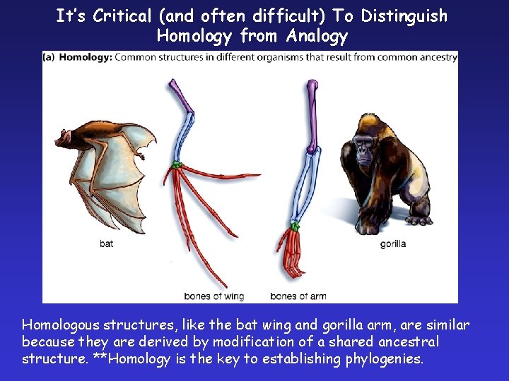 It’s Critical (and often difficult) To Distinguish Homology from Analogy Homologous structures, like the