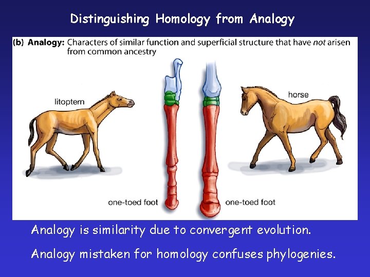 Distinguishing Homology from Analogy is similarity due to convergent evolution. Analogy mistaken for homology