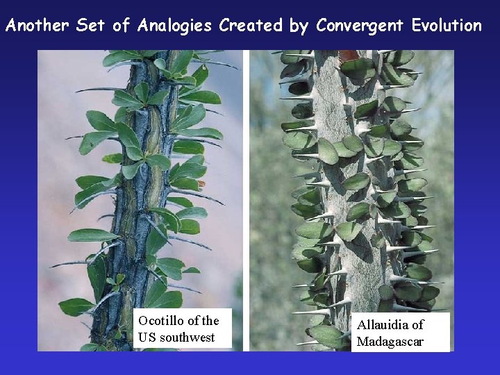 Another Set of Analogies Created by Convergent Evolution Ocotillo of the US southwest Allauidia