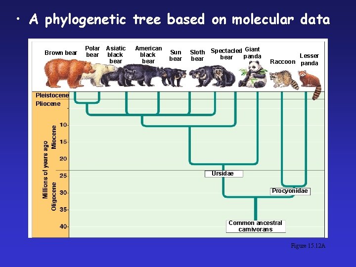  • A phylogenetic tree based on molecular data Brown bear Polar bear Asiatic