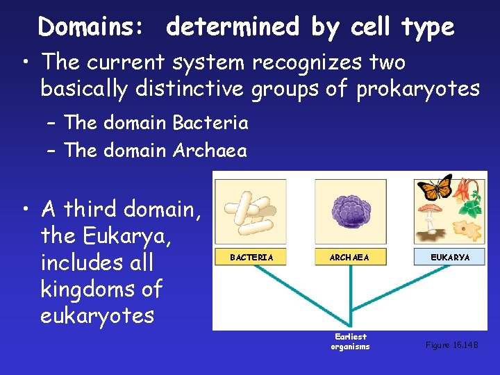 Domains: determined by cell type • The current system recognizes two basically distinctive groups