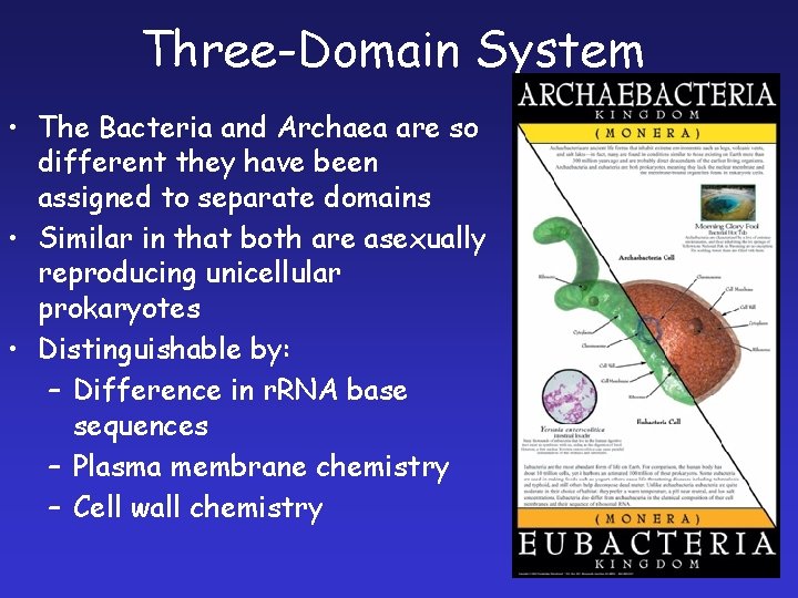 Three-Domain System • The Bacteria and Archaea are so different they have been assigned