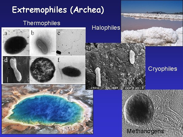 Extremophiles (Archea) Thermophiles Halophiles Cryophiles Methanogens 