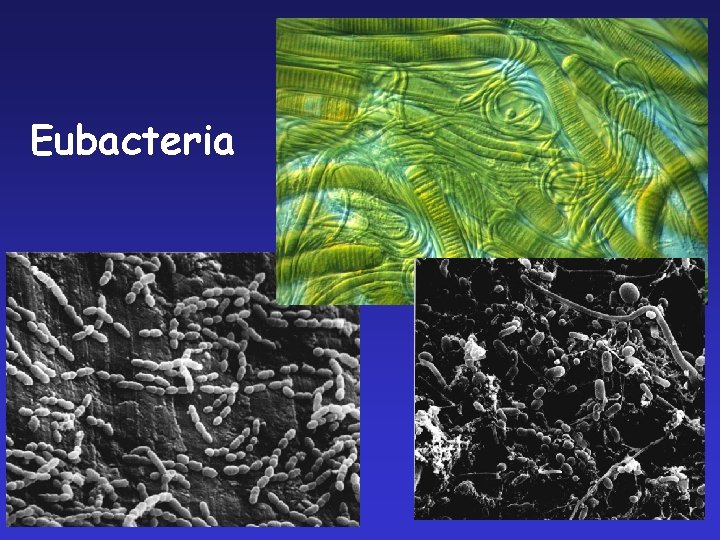 Eubacteria 
