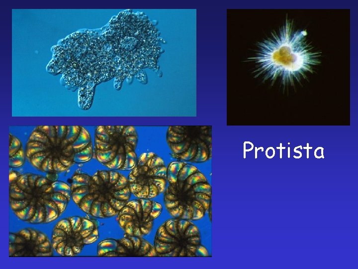 Protista 