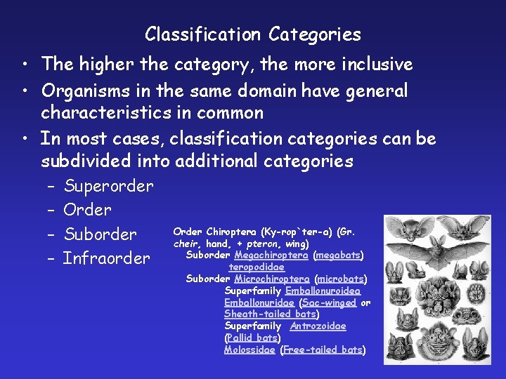 Classification Categories • The higher the category, the more inclusive • Organisms in the