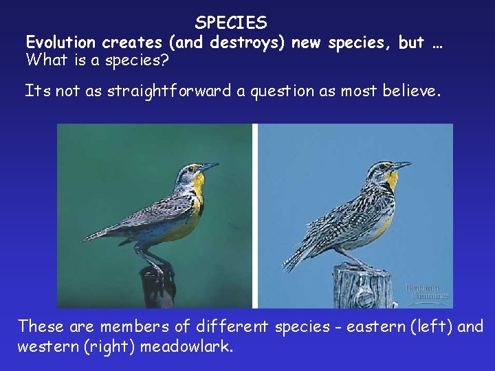 SPECIES Evolution creates (and destroys) new species, but … What is a species? Its