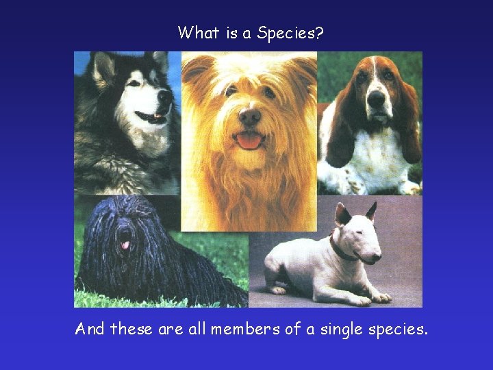 What is a Species? And these are all members of a single species. 