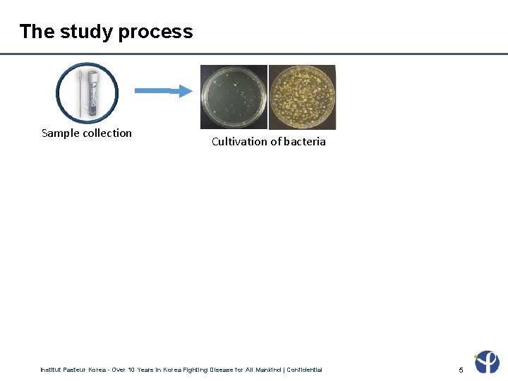 The study process Sample collection Cultivation of bacteria Antibiotic susceptibility test Analysis of bacterial