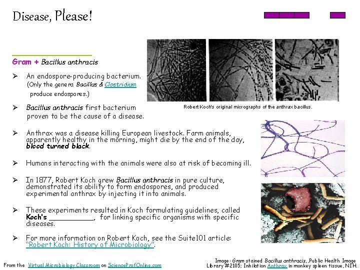 Disease, Please! _______ Gram + Bacillus anthracis Ø An endospore-producing bacterium. (Only the genera