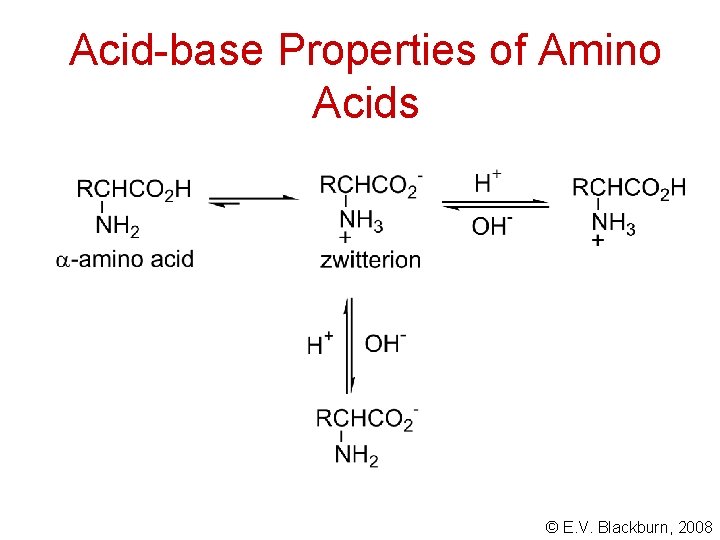 Acid-base Properties of Amino Acids © E. V. Blackburn, 2008 