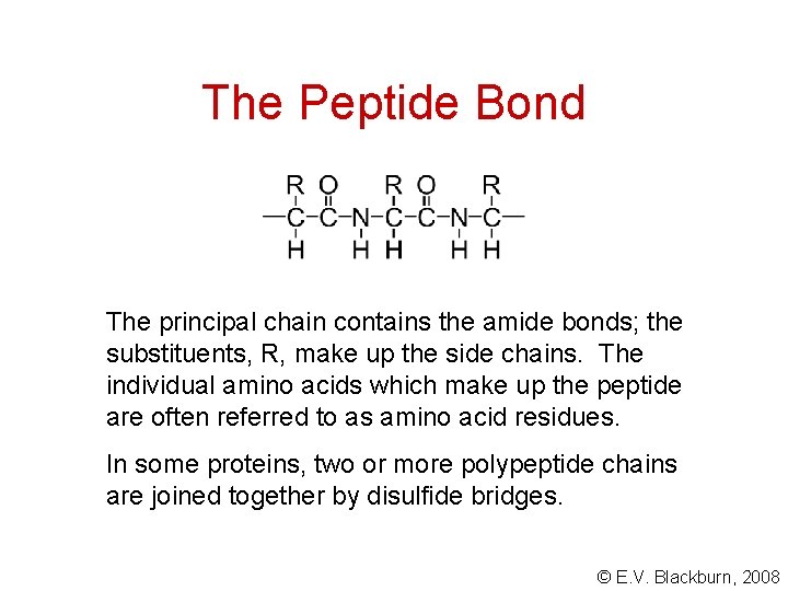 The Peptide Bond The principal chain contains the amide bonds; the substituents, R, make