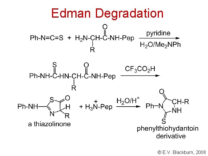 Edman Degradation © E. V. Blackburn, 2008 