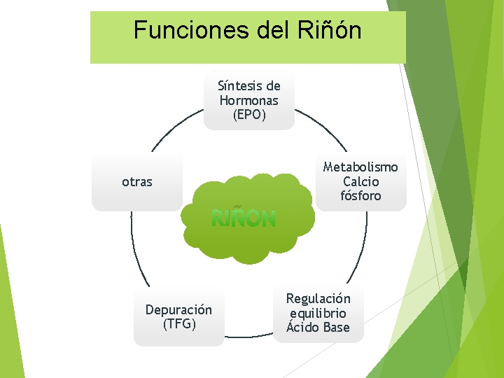 Funciones del Riñón Síntesis de Hormonas (EPO) Metabolismo Calcio fósforo otras RIÑON Depuración (TFG)