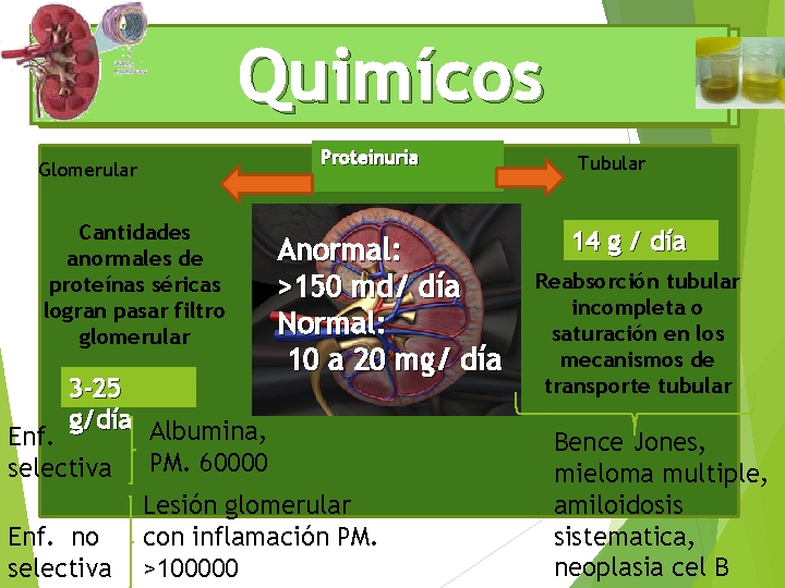 Quimícos Glomerular Cantidades anormales de proteínas séricas logran pasar filtro glomerular Proteinuria Anormal: >150