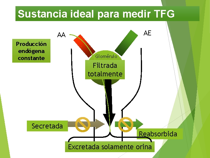 Sustancia ideal para medir TFG AE AA Producción endógena constante Glomérulo Filtrada totalmente Secretada