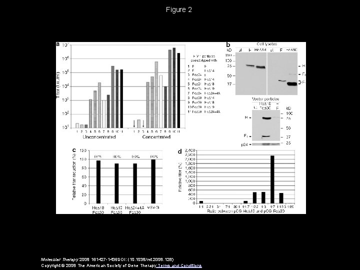 Figure 2 Molecular Therapy 2008 161427 -1436 DOI: (10. 1038/mt. 2008. 128) Copyright ©