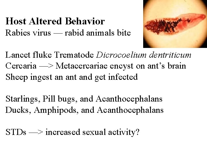 Host Altered Behavior Rabies virus — rabid animals bite Lancet fluke Trematode Dicrocoelium dentriticum