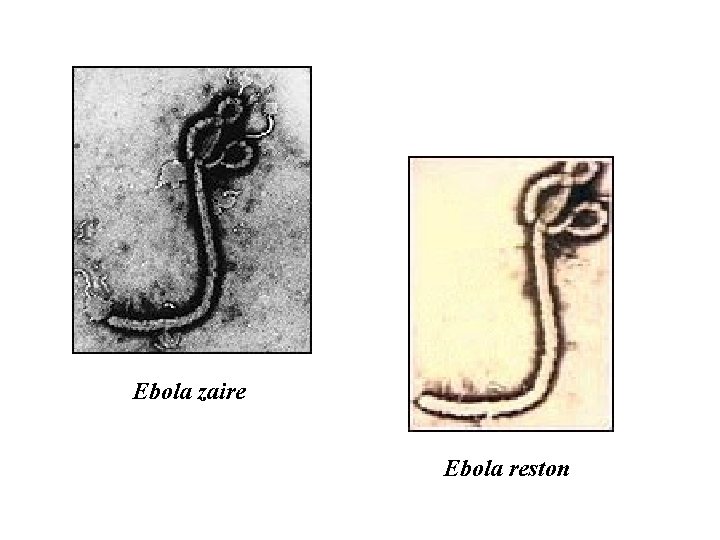 Ebola zaire Ebola reston 