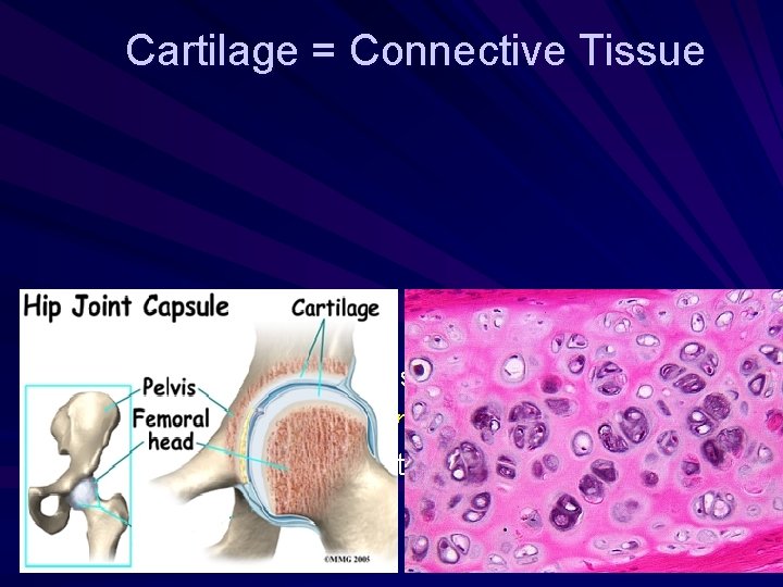 Cartilage = Connective Tissue Cartilage – Covers the external surface of long bones –