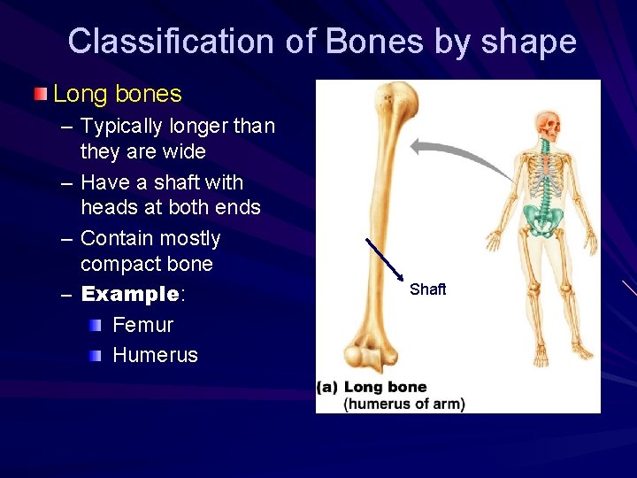 Classification of Bones by shape Long bones – Typically longer than they are wide