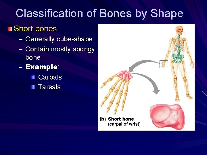 Classification of Bones by Shape Short bones – Generally cube-shape – Contain mostly spongy