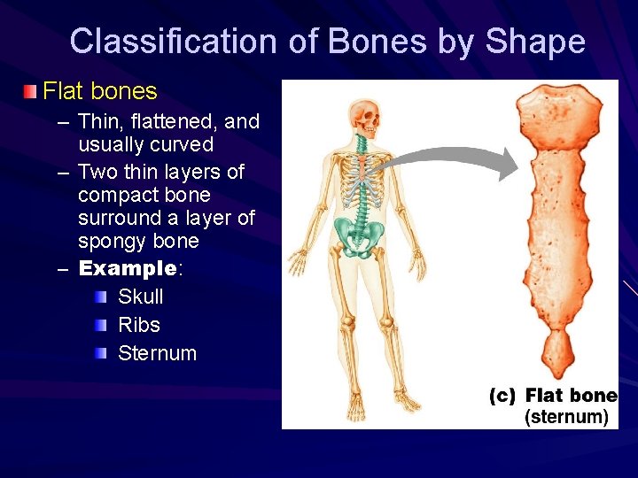 Classification of Bones by Shape Flat bones – Thin, flattened, and usually curved –