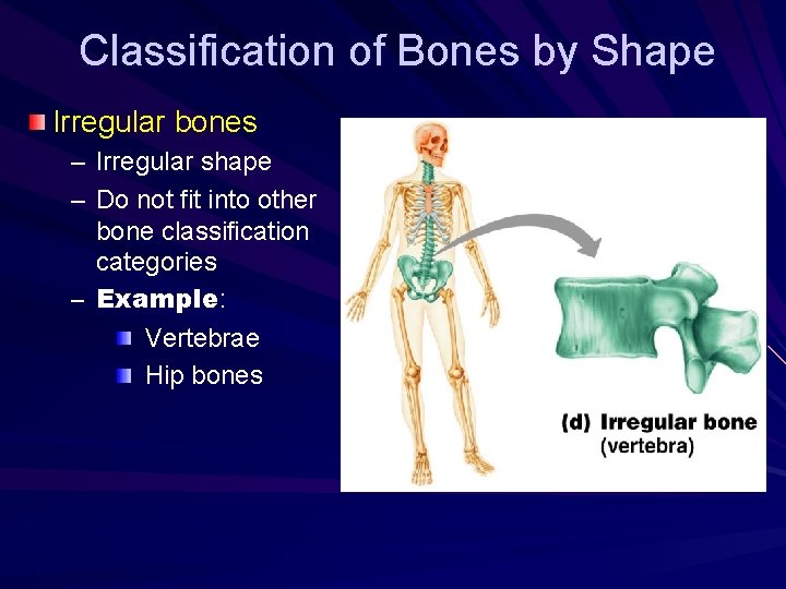 Classification of Bones by Shape Irregular bones – Irregular shape – Do not fit
