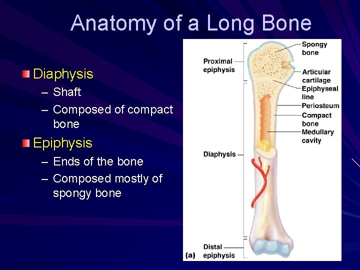 Anatomy of a Long Bone Diaphysis – Shaft – Composed of compact bone Epiphysis