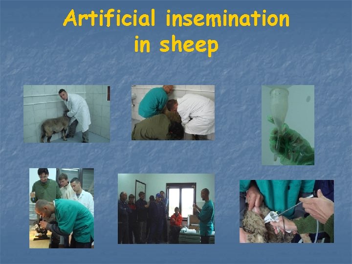 Artificial insemination in sheep 