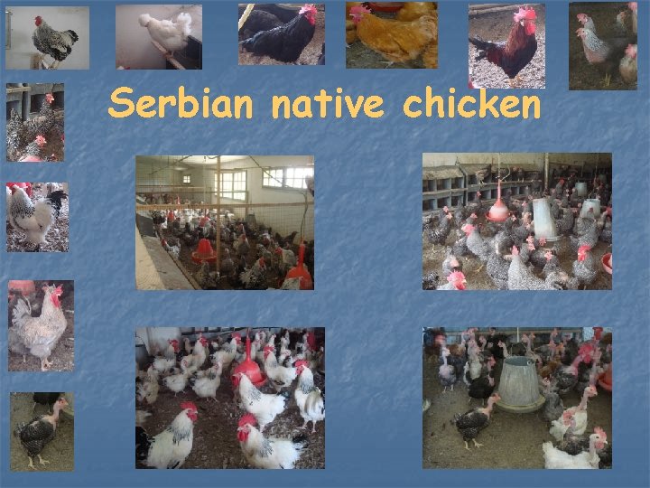 Serbian native chicken 