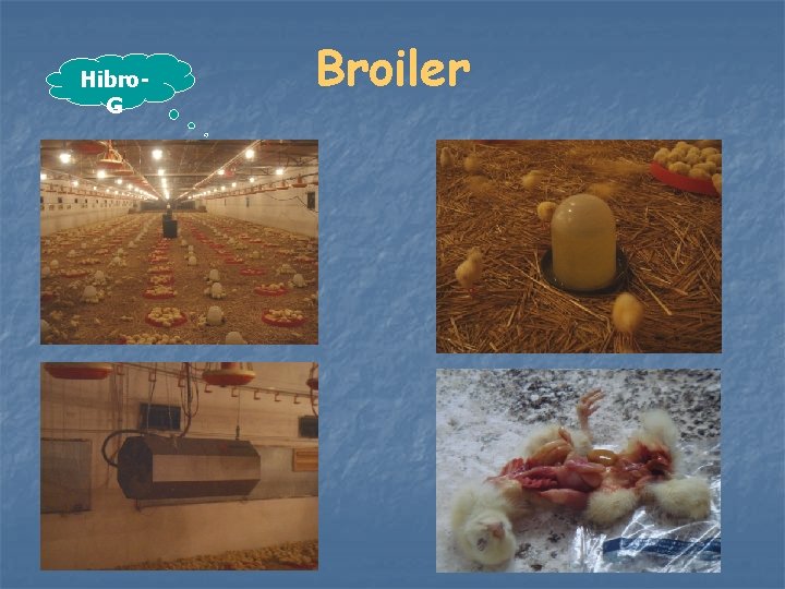 Hibro. G Broiler 