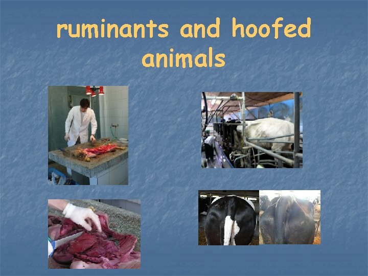 ruminants and hoofed animals 