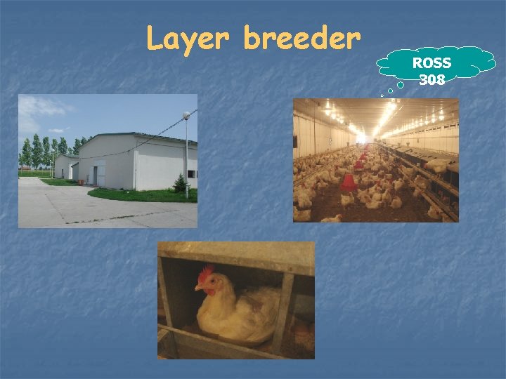 Layer breeder ROSS 308 