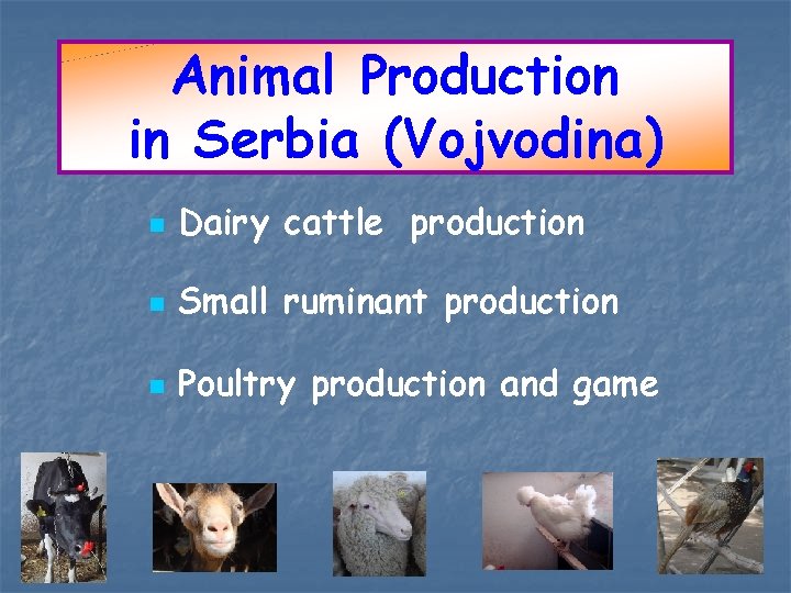 Animal Production in Serbia (Vojvodina) n Dairy cattle production n Small ruminant production n