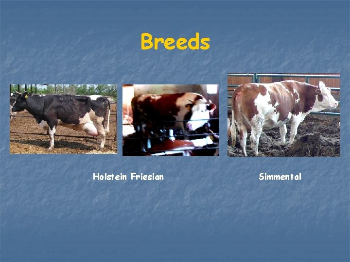 Breeds Holstein Friesian Simmental 