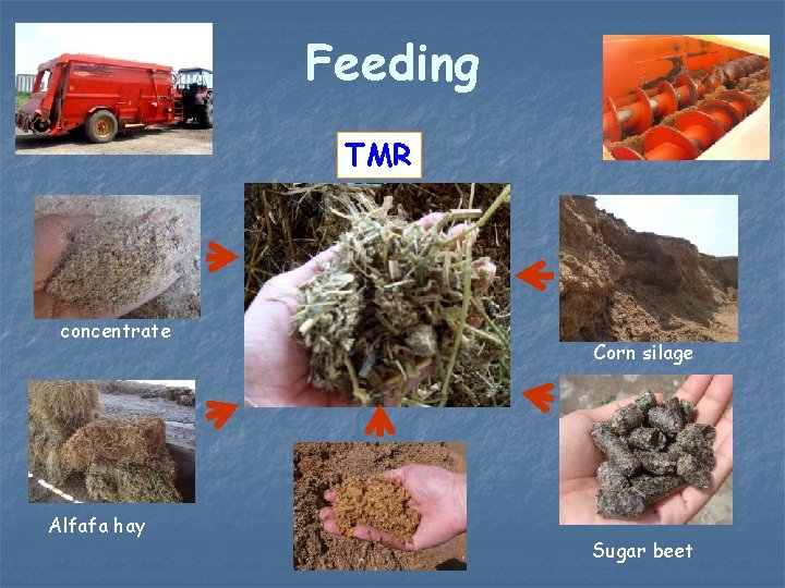 Feeding TMR concentrate Alfafa hay Corn silage Sugar beet 