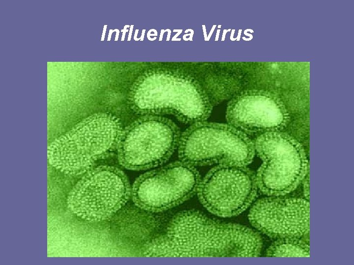 Influenza Virus 