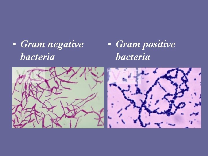  • Gram negative bacteria • Gram positive bacteria 