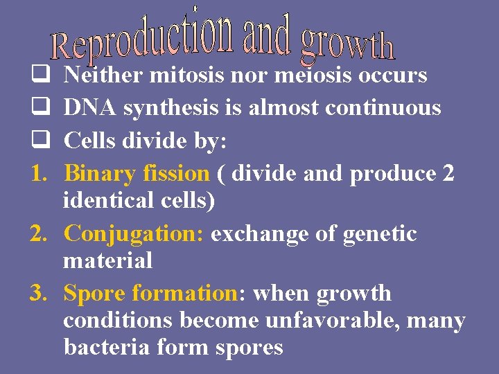 q q q 1. Neither mitosis nor meiosis occurs DNA synthesis is almost continuous