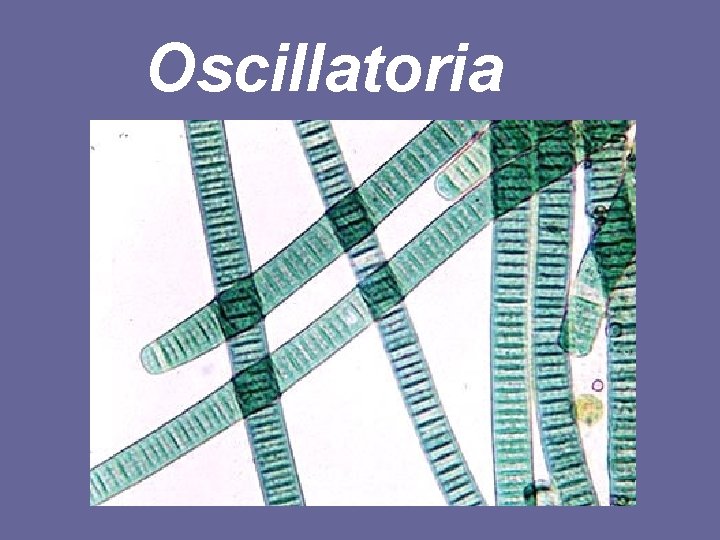 Oscillatoria 